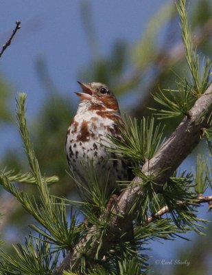 Fox Sparrow-Newfoundland.jpg