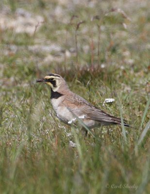 Horned Lark0215.jpg