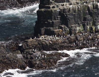Murres-1.jpg