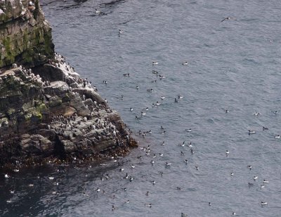 Murres-3.jpg