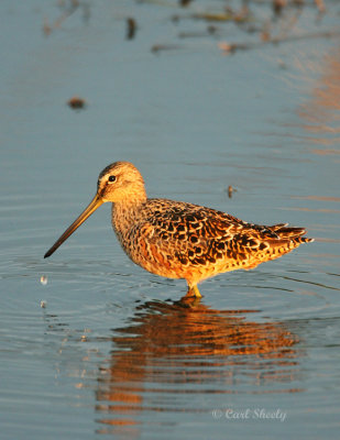 Short-billed Dowitcher-8.jpg