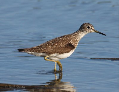 Solitary Sandpiper-4.jpg