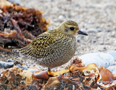 Pacific Golden Plover-1.jpg
