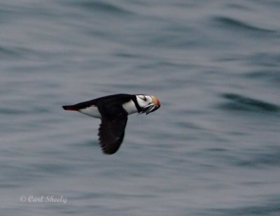 Horned Puffin.jpg