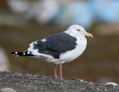 Slaty-backed Gull-2.jpg