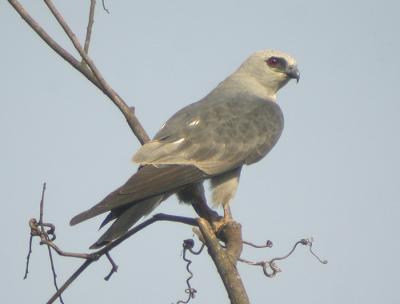 Mississippi Kite-2.jpg