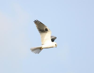 White-tailed Kite-1.jpg