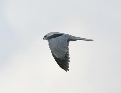 White-tailed Kite-2.jpg