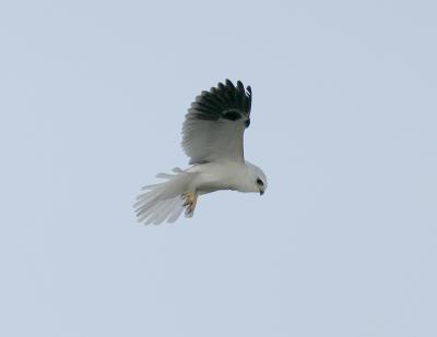 White-tailed Kite-3.jpg