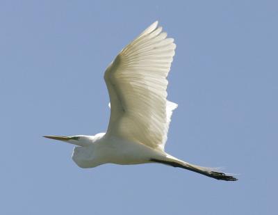 Great Egret