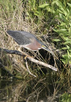 Green Heron