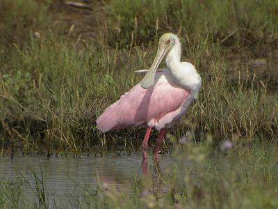 Roseate Spoonbill