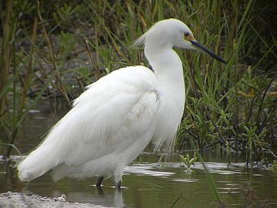 Snowy Egret