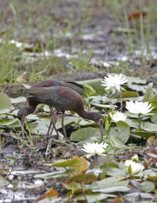 White-faced Ibis-2.jpg