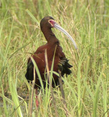 White-faced Ibis-3.jpg