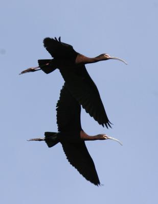White-faced Ibis-4.jpg