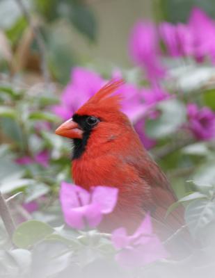 Cardinal-5.jpg