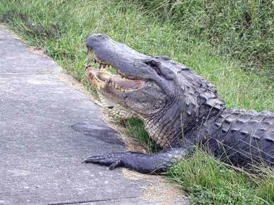 Alligator.jpg