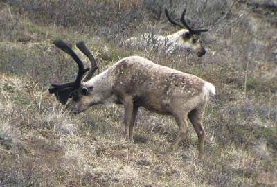 Caribou.jpg
