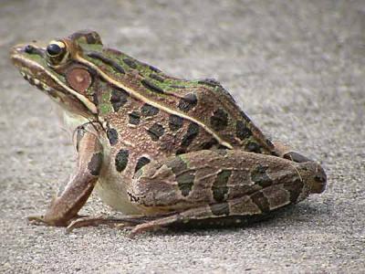 Leopard-Frog342.jpg