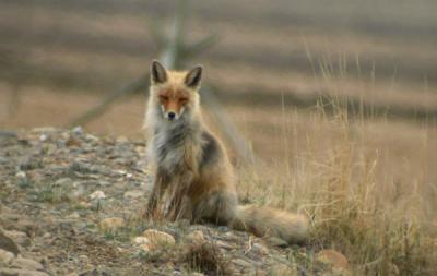 Red-Fox31.jpg