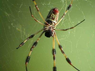 Spider-1.jpg