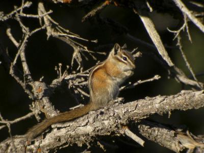 Colorado Chipmonk.jpg