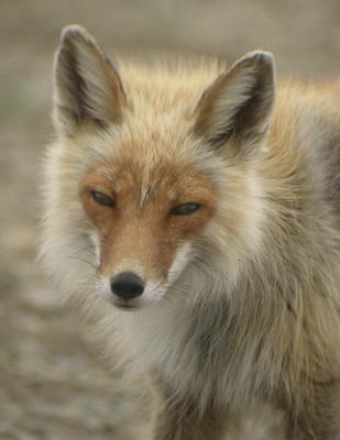 Red Fox-3.jpg