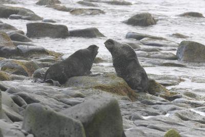 Territorial fur seals.jpg