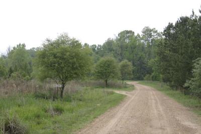 Oaks planted along Sawmill.