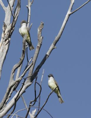 Thick-billed Kingbird-3.jpg