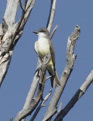 Thick-billed Kingbird-5.jpg