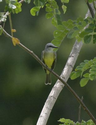Tropical Kingbird-1.jpg