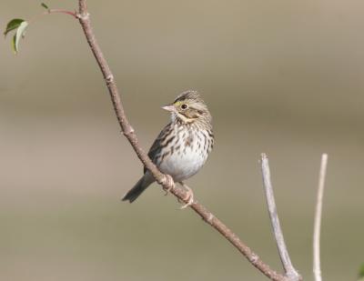 Savannah Sparrow-4.jpg