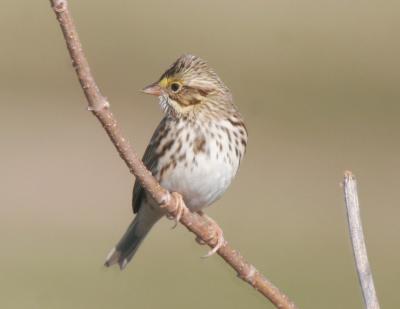 Savannah Sparrow-6.jpg