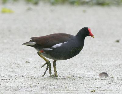 Moorhen-1.jpg