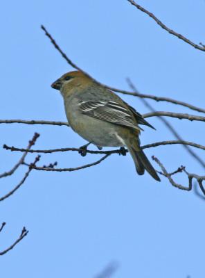 Pine Grosbeak-7f.jpg