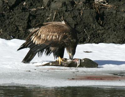 Bald Eagle-1.jpg