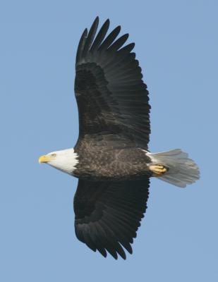 Bald Eagle-3.jpg