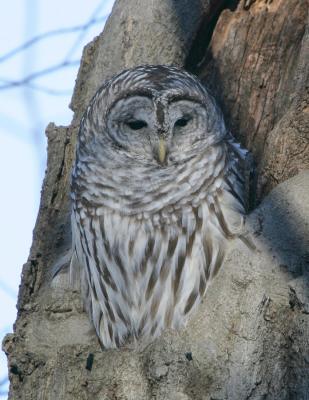 Barred Owl-1.jpg