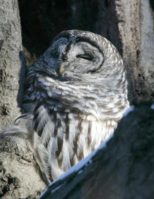 Barred Owl-2.jpg