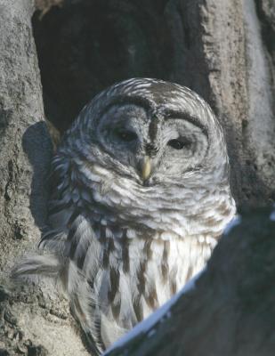Barred Owl-3.jpg