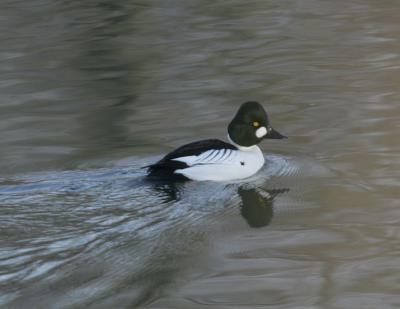 Common Goldeneye-2.jpg