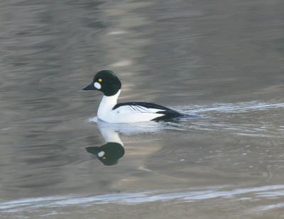Common Goldeneye-3.jpg