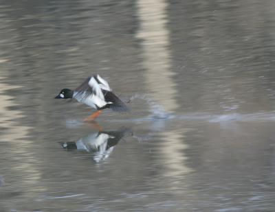 Common Goldeneye-4.jpg
