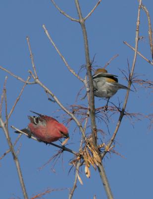 Pine Grosbeak-2-Tamarak, Mn