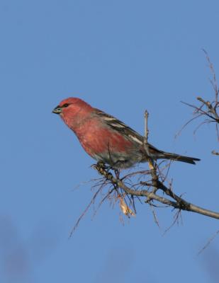 Pine Grosbeak-4-Tamarak, Mn