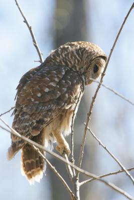 Barred Owl-6.jpg