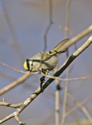 g3/77/608777/3/55414511.GoldenCrownedKinglet1.jpg