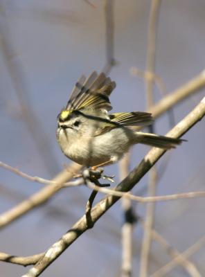 g3/77/608777/3/55414582.GoldenCrownedKinglet2.jpg